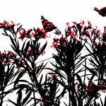 oleander red.jpg