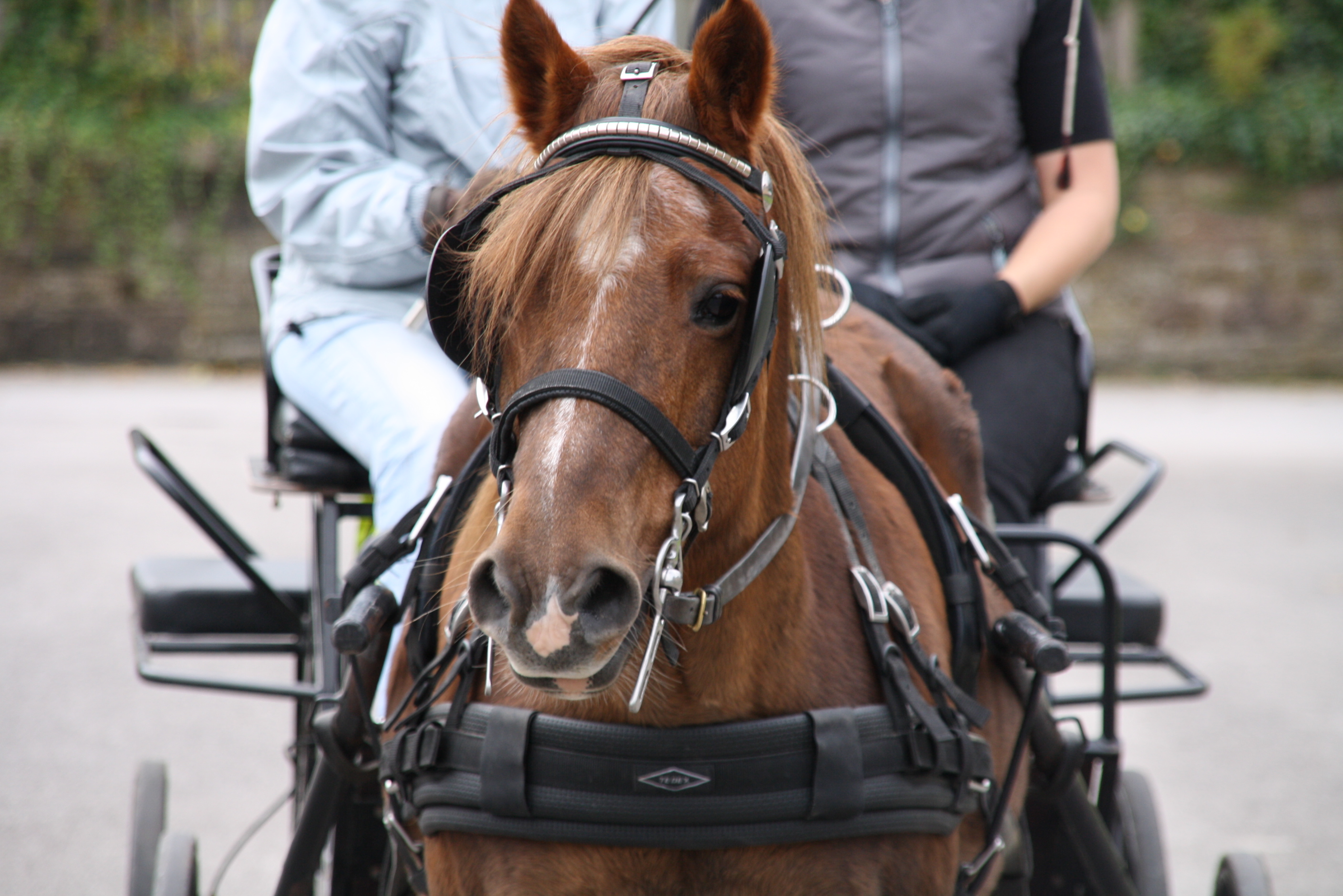 Adventures for Regency Enthusiasts Driving a Carriage Regency Explorer