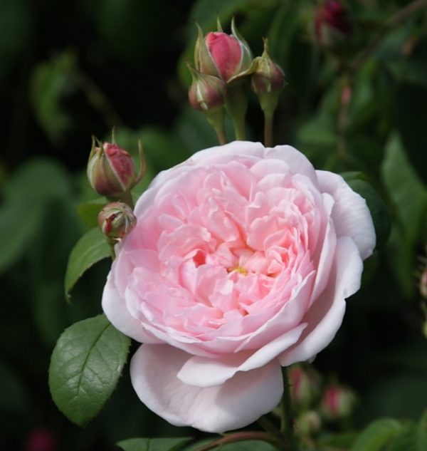 Cultivated Roses – a New Craze Begins | Regency Explorer